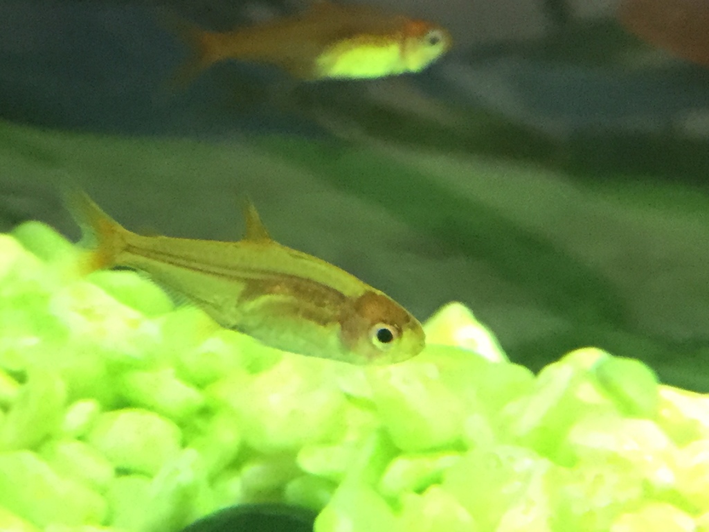 Tétra ember (Tétra amande) (Hyphessobrycon amandae)