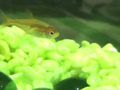 Hyphessobrycon amandae