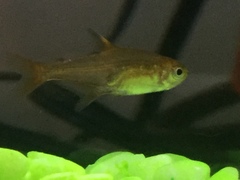 Hyphessobrycon amandae