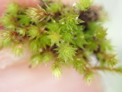Bryum radiculosum