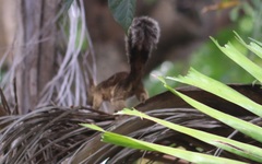 Sciurus variegatoides