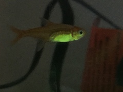 Hyphessobrycon amandae