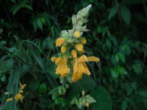 Salvia nipponica iNat (3)