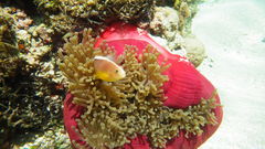 Amphiprion akallopisos