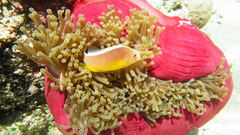Amphiprion akallopisos
