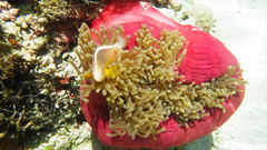 Amphiprion akallopisos