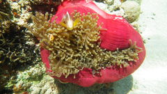 Amphiprion akallopisos