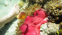 Amphiprion akallopisos