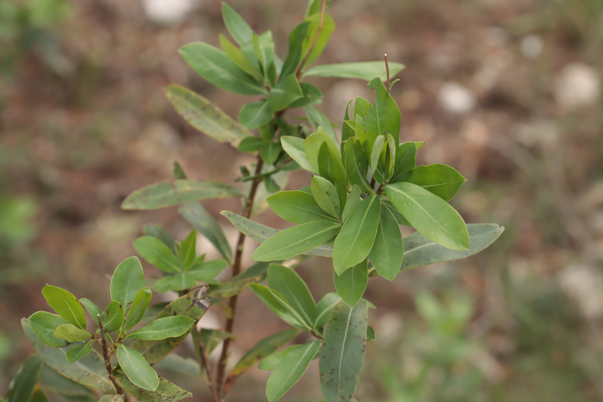 Shrubby Hare's Ear (Bupleurum fruticosum)