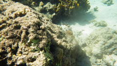 Canthigaster petersii