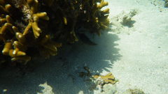 Canthigaster petersii