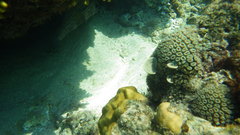 Chilomycterus reticulatus