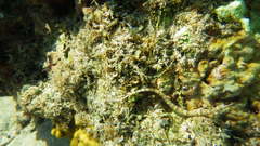 Corythoichthys flavofasciatus