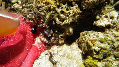 Dascyllus trimaculatus