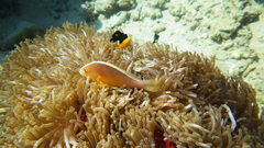 Dascyllus trimaculatus
