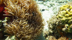Dascyllus trimaculatus