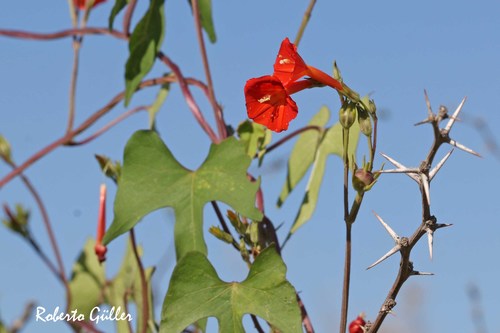 Roodbloemige prachtwinde (Ipomoea rubriflora)