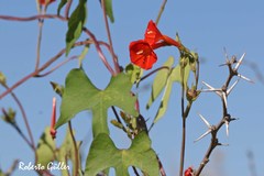 Ipomoea rubriflora