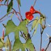 Ipomoea rubriflora - Photo (c) Roberto Guller, μερικά δικαιώματα διατηρούνται (CC BY-NC-ND), uploaded by Roberto Guller