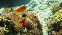 Dascyllus trimaculatus