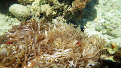 Dascyllus trimaculatus