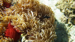 Dascyllus trimaculatus