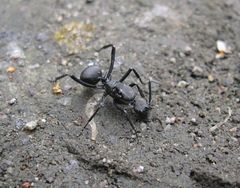 Polyrhachis