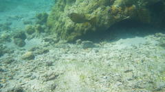 Ostracion cubicum
