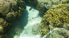 Ostracion cubicum