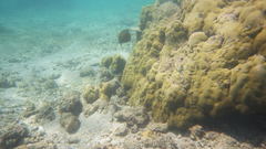 Ostracion cubicum