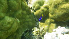 Pomacentrus caeruleus