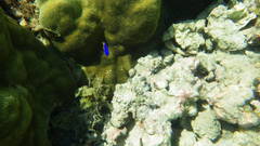 Pomacentrus caeruleus