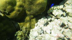 Pomacentrus caeruleus