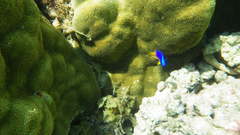 Pomacentrus caeruleus