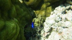 Pomacentrus caeruleus