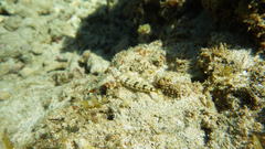 Synodus dermatogenys