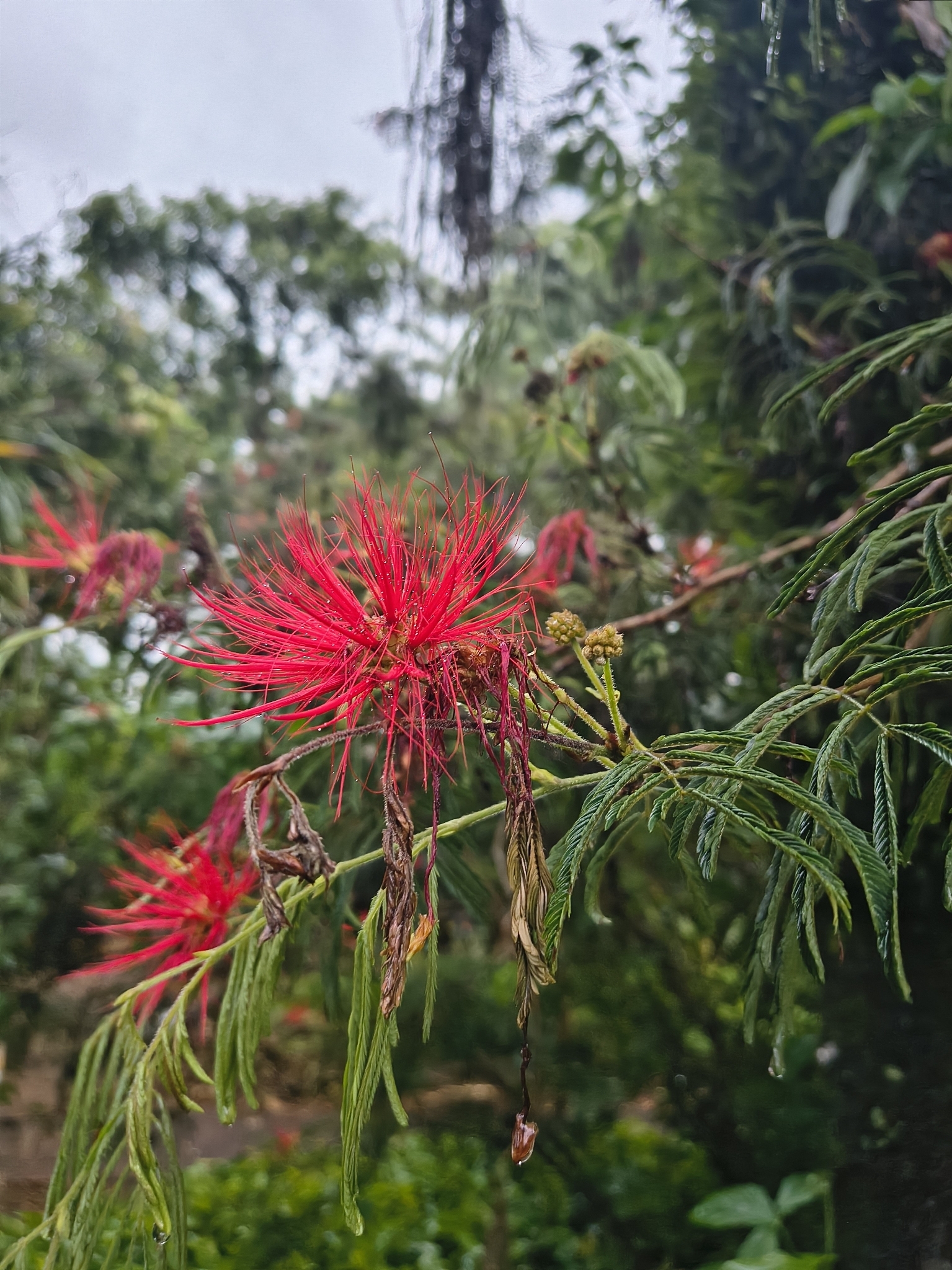 Calliandra Tweedii (incorrect Original Spelling (Calliandra tweediei)