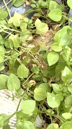 Unknown species found near Vinson Ranch Ln, Katy, TX, US