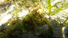 Cymodoceaceae