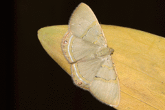 Phrygionis paradoxata