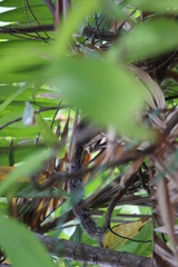 Sciurus variegatoides