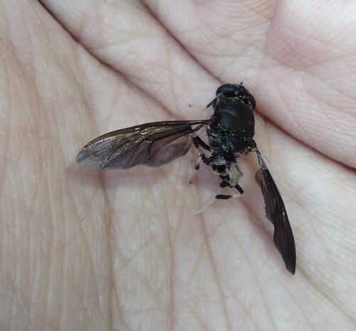 Unknown species found near South Mountain Village, Phoenix, AZ, USA
