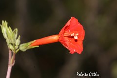 Ipomoea rubriflora