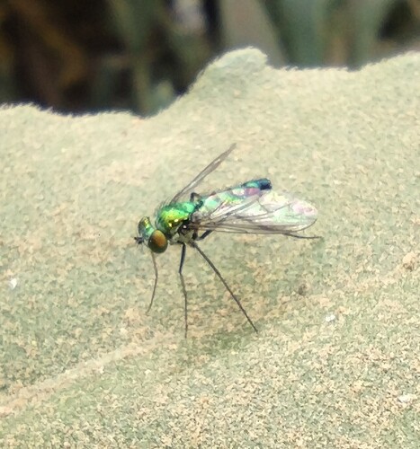 Unknown species found near South Mountain Village, Phoenix, AZ, USA