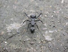 Polyrhachis
