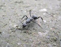 Polyrhachis