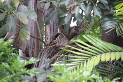 Sciurus variegatoides