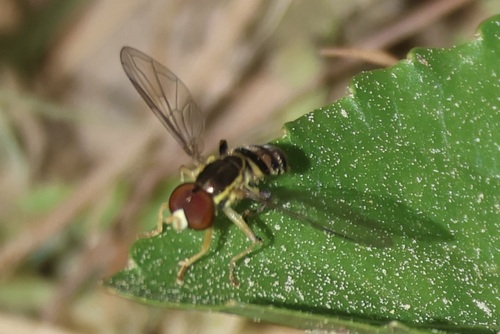 Unknown species found near Mecklenburg County, NC, USA