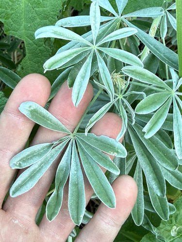 Lupinus longifolius, photograph 4