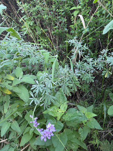 Lupinus longifolius, photograph 3
